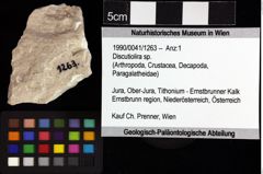 Foto (Objket + Etiketten) von Discutiolira sp. 